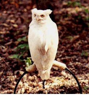Hibou albinos